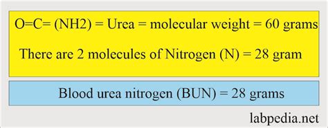 Blood Urea Nitrogen Bun Or Urea Nitrogen And Interpretations