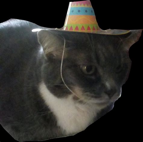 Party cat Blank Template - Imgflip