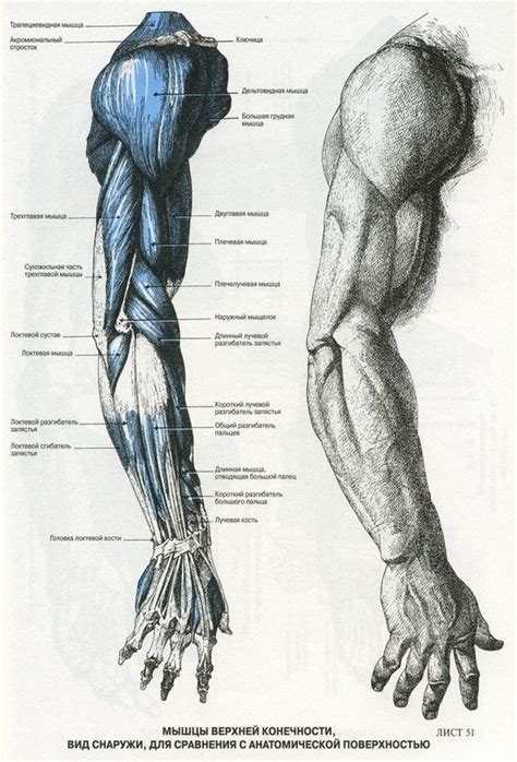 Pin by Someone Unidentified on 01 Рефы о да Anatomy images