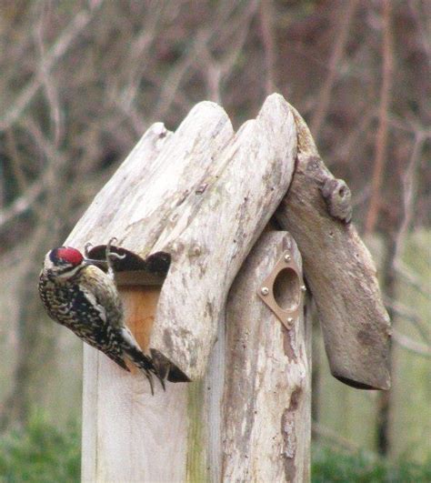 Sapsucker – I.D and Control | Walter Reeves: The Georgia Gardener