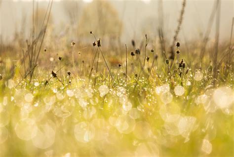 Hintergrundbilder Sonnenlicht Wasser Natur Gras Fotografie Ast