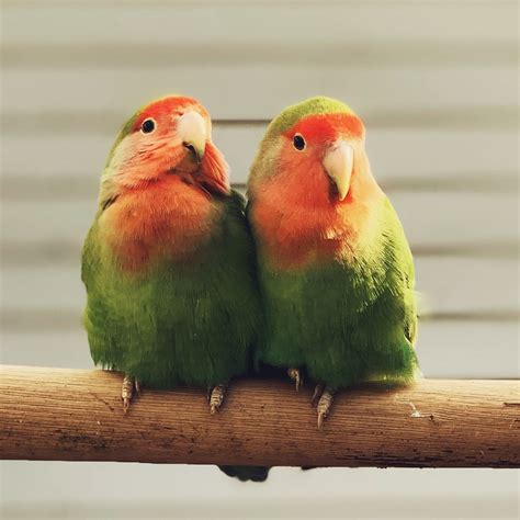 How To Care For Lovebirds Step By Step Guide