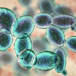 Budding Cells Of Saccharomyces Cerevisiae Photograph By Dr Jeremy