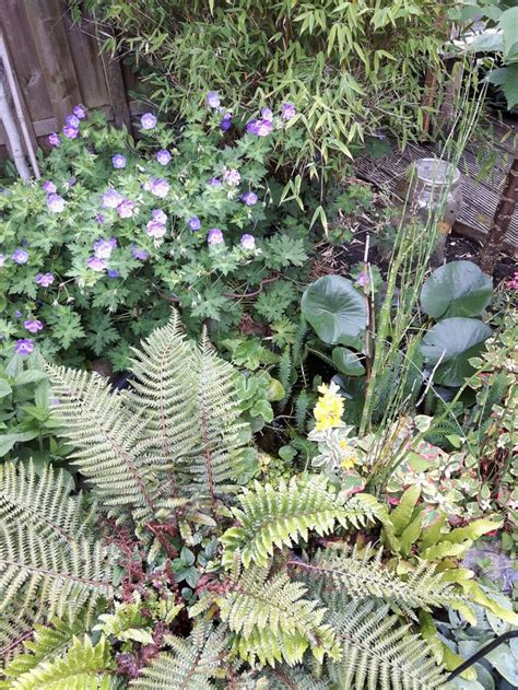 De Regen Heeft Alle Planten Goed Gedaan Plants Garden