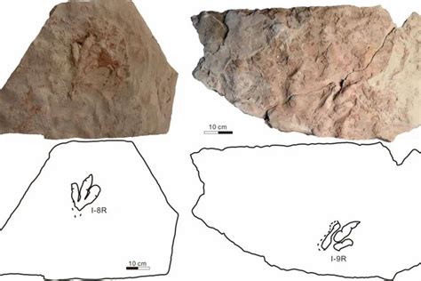 Tim Ilmuwan Pastikan Fosil Jejak Kaki Di Xinjiang Milik Theropoda