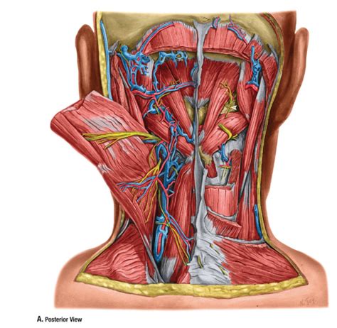 Deep Muscles of the Neck: Posterior View Diagram | Quizlet