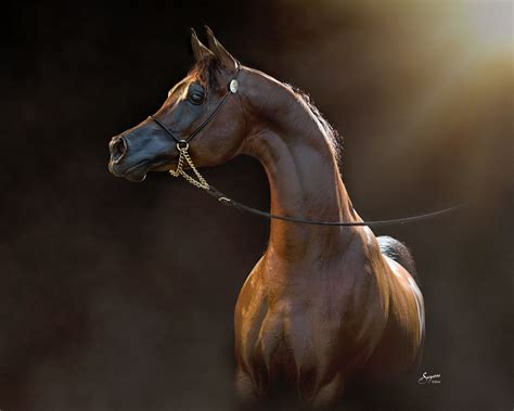 Arabian Gallery I Equine Photography By Suzanne Inc