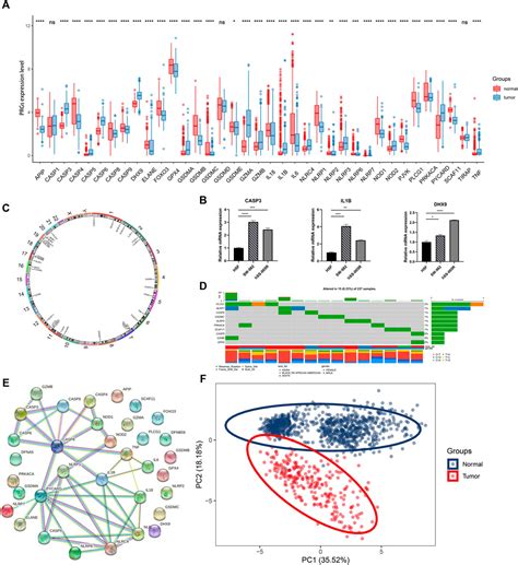 Frontiers Identification And Validation Of A Novel Pyroptosis Related