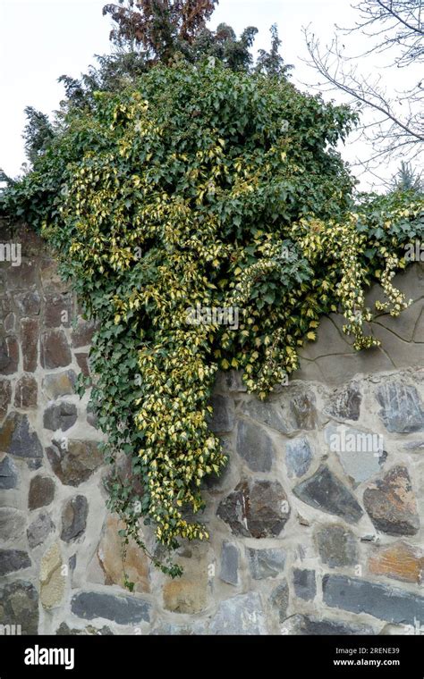 Green And Yellow Ivy On Stone Wall Edible Stem Vine Mottled Leaves Of