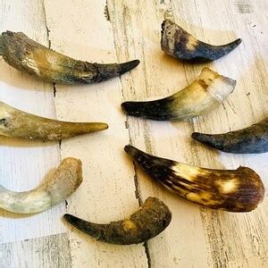 Cow Horns Weathered Western Decor Real Animal Horns Rustic Farmhouse ...