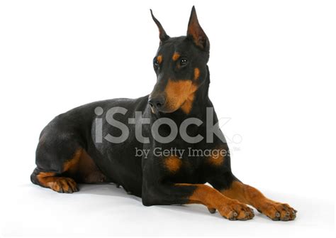 Male Doberman Pinscher Guard Dog In Snow; Strong, Proud, Loyal Stock ...