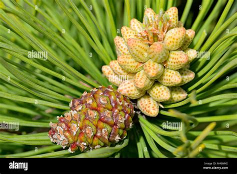 Pinus Male Cone