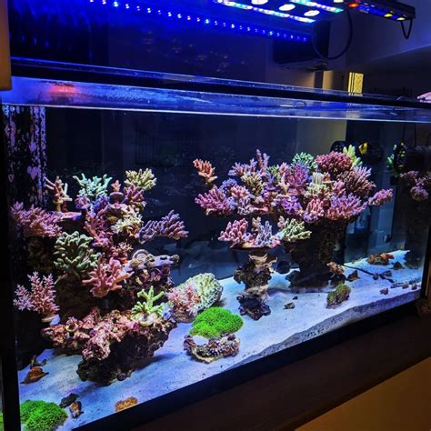 Orphek Or Led Bar Reef Aquarium Photo Gallery Reef Reef