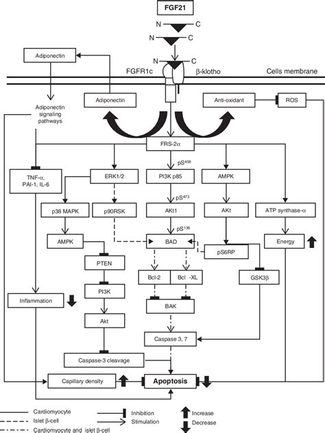 Figure 2 From Effects Of Fibroblast Growth Factor 21 On The Heart