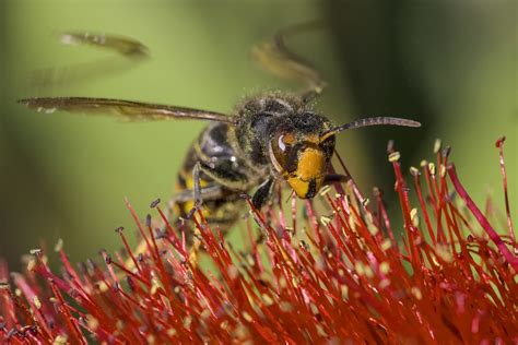 Vespa Velutina Nigrithorax Frelon Noir Asiatique Flickr