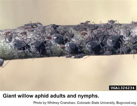 Giant Willow Aphid | NC State Extension Publications