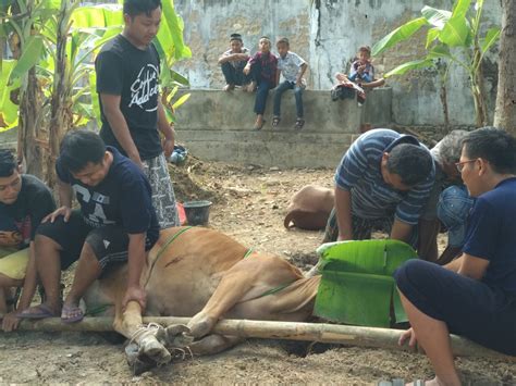 Warga Ldii Kab Pamekasan Kurban Ekor Sapi Dan Ekor Kambing