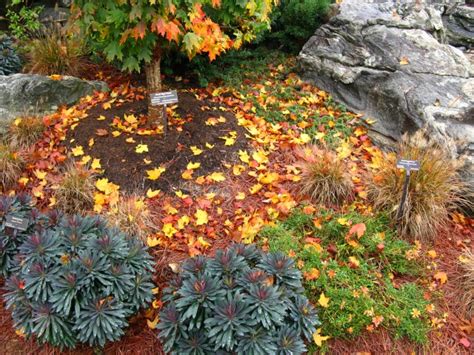 Autumn colors at the NC Arboretum Bonsai Garden, 2011