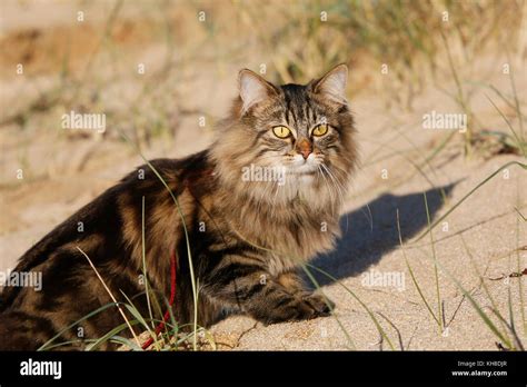 Normandy Manche Annoville Sur Mer Pussy Of Norwegian Breed In The