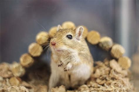 10 Things To Know About Keeping Gerbil As A Pet | MyPetCareJoy