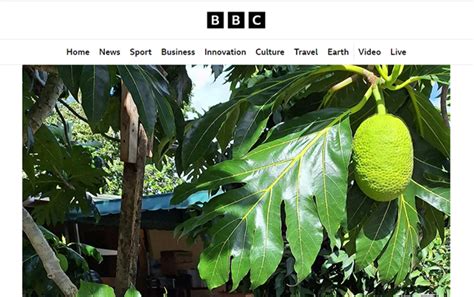 Bbc Reports On Benefits Of Breadfruit Trees That Feed Foundation