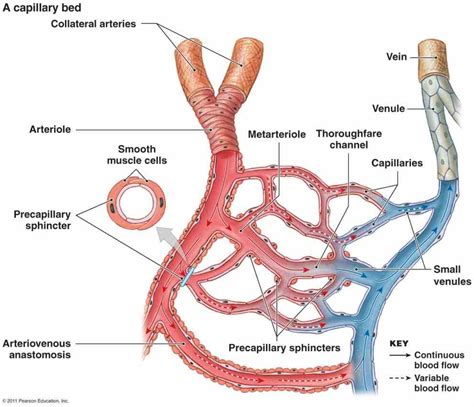 Heart Veins Arteries Capillaries | MedicineBTG.com