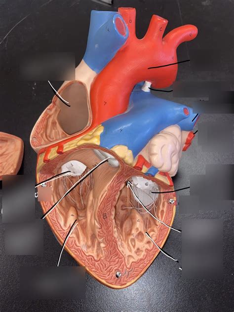 Internal Heart Model Lab Final Exam Diagram Quizlet