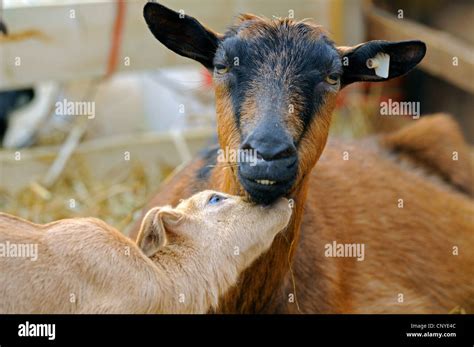 Domestic Goat Capra Hircus Capra Aegagrus F Hircus Goatling With