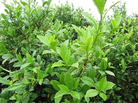 Camellia sinensis (Assam Tea, Tea Camellia, Tea Plant, Tea Tree Camellia) | North Carolina ...