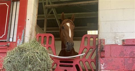 Rich Strike trainer addresses post-race incident