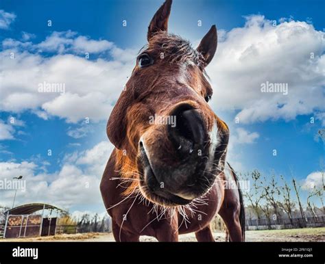 Horse head close-up with funny face Stock Photo - Alamy