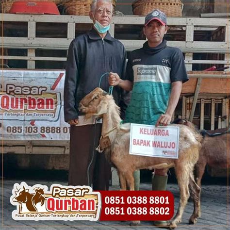 Wa 0851 0388 8802 Umur Kambing Untuk Kurban Surabaya 2023 By Pusat