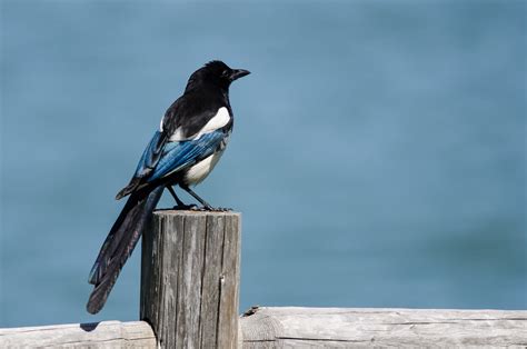 Black-billed Magpie - NDOW