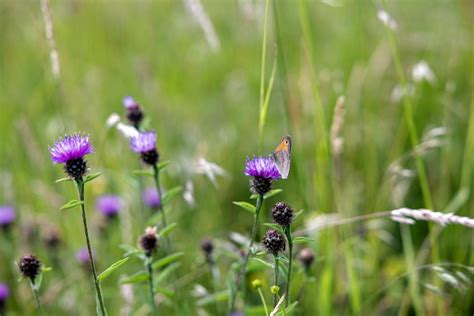 Lesser Knapweed Centaurea Nigra Naturescape Wildflower Shop