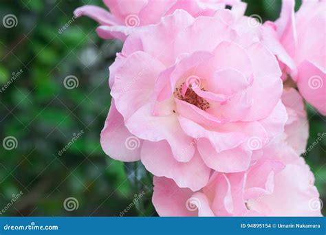 Beautiful Pink Rose Blooming In The Garden At Sunny Summer Or Stock