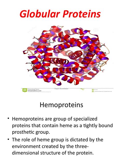 6.globular Proteins | PDF | Hemoglobin | Chemistry