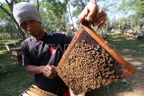 Peternak Lebah Kekurangan Bunga Antara Foto