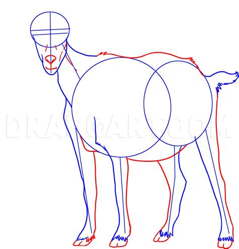 How to draw a goat step by step drawing guide by dawn – Artofit