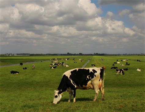 Dutch Cows By Mieneke Andeweg Van Rijn