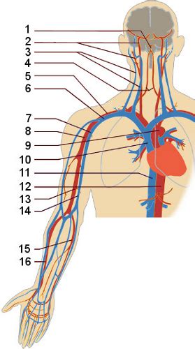 Human Anatomy Heart Quiz