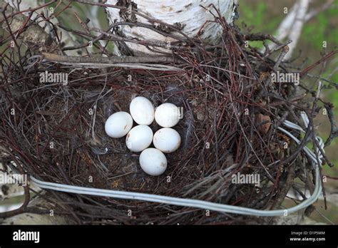 Asio otus, Long-eared Owl. Nest of a bird with eggs in the nature Stock ...