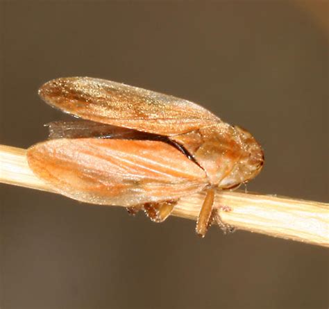 Brown Spittlebug Philaenus Spumarius Bugguide Net