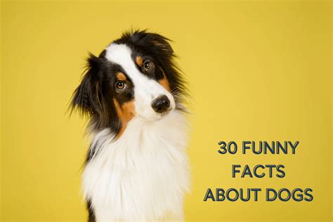 Fun Facts About Dogs 30 Interesting Funny And Cool Facts Pupford