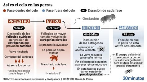 Fases Duración y Comportamiento del Celo en Perras Todo lo que