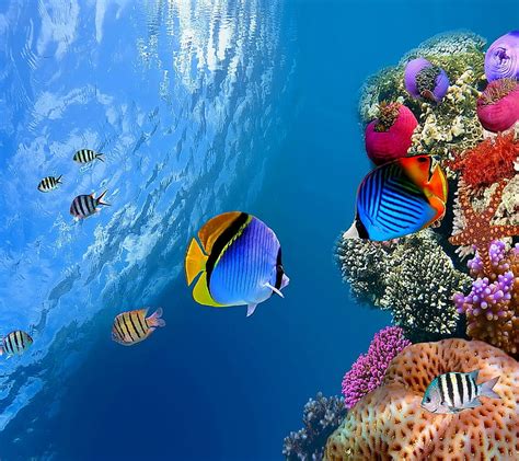 Tropical Coral Fishes Underwater HD Wallpaper Peakpx