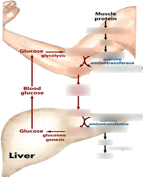 The Glucose-Alanine Cycle Diagram | Quizlet