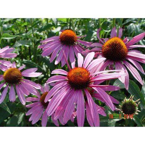 Rode Zonnehoed Echinacea Purpurea Vaste Planten Planten Online