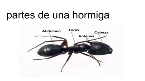 Copia De Partes Del Cuerpo De Una Hormigapptx