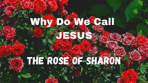 The Meaning Of The Rose Of Sharon Pastor Reginald Sharpe Jr