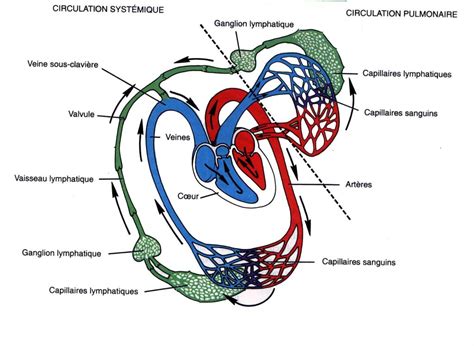 Système cardiaque